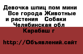Девочка шпиц пом мини - Все города Животные и растения » Собаки   . Челябинская обл.,Карабаш г.